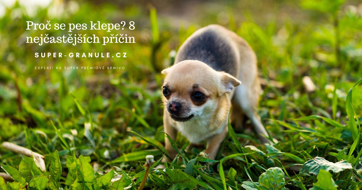 Proč se pes klepe